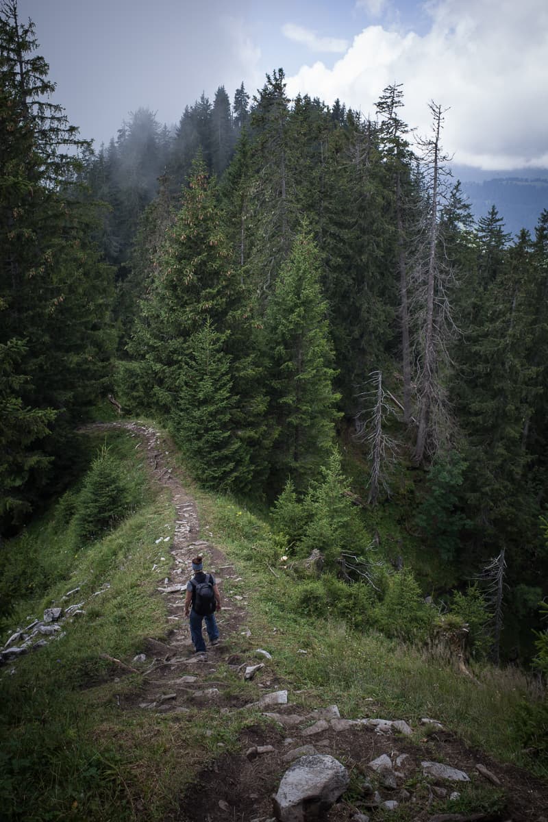 Abstieg Brienzergrat durch Wald