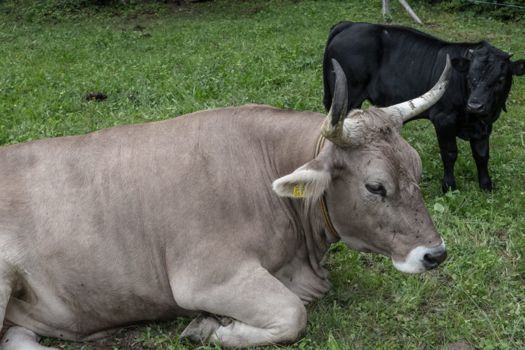 Stier und Kühe in Ballenberg