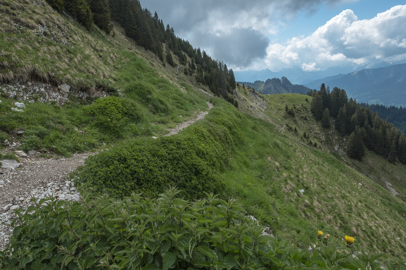 brenessel wanderweg