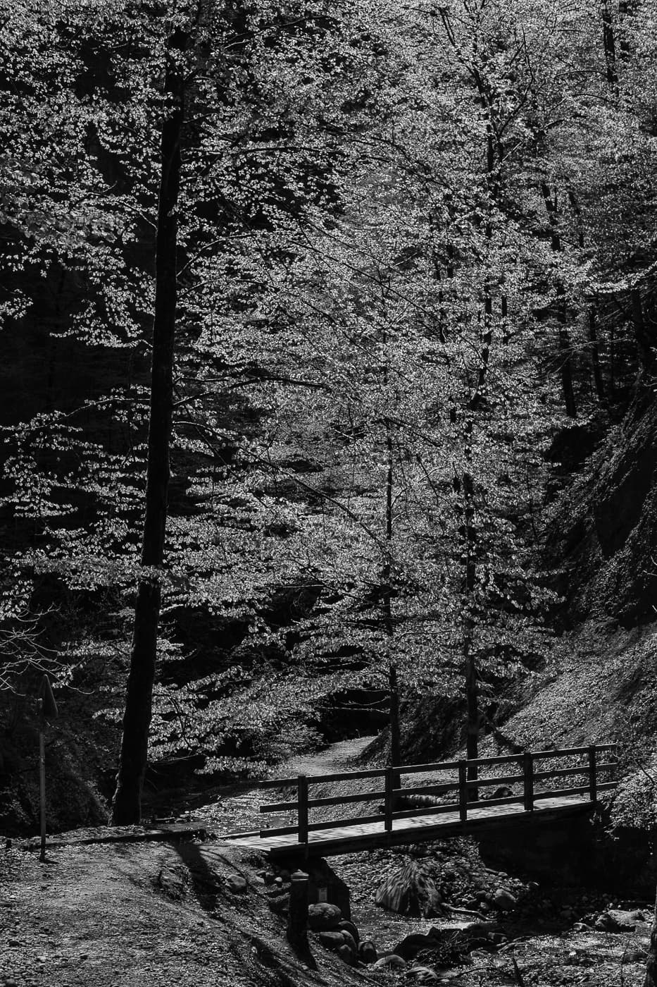 Brücke im Wald (schwarzweiss)