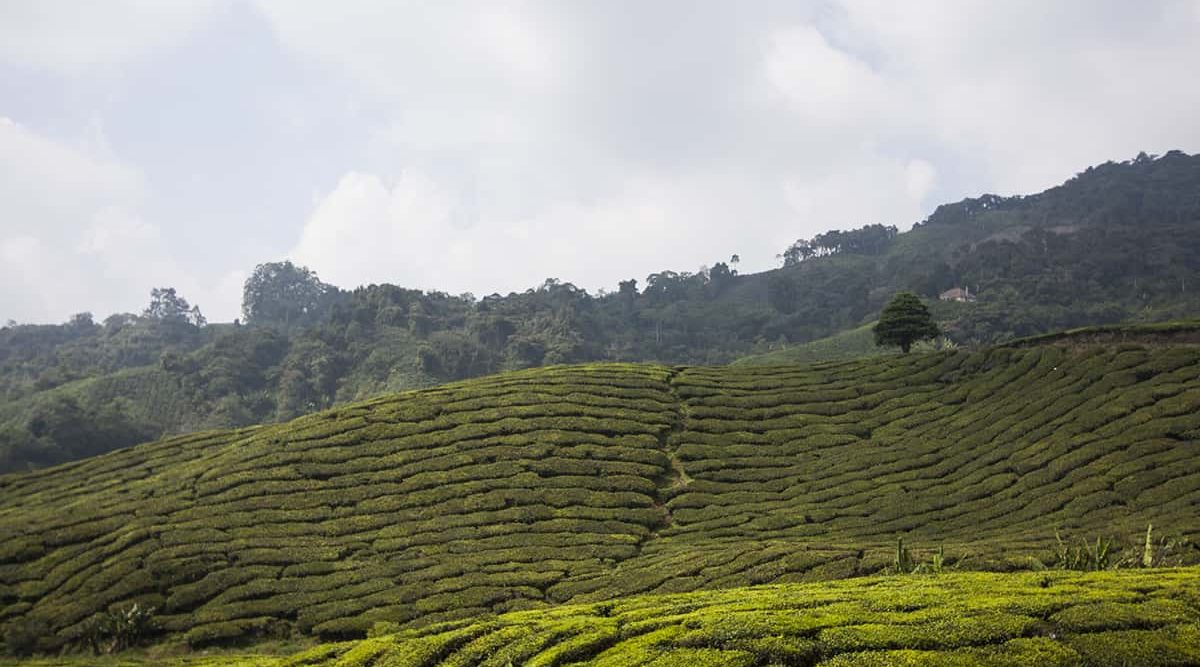Cameron Highlands Malaysia: Teefelder