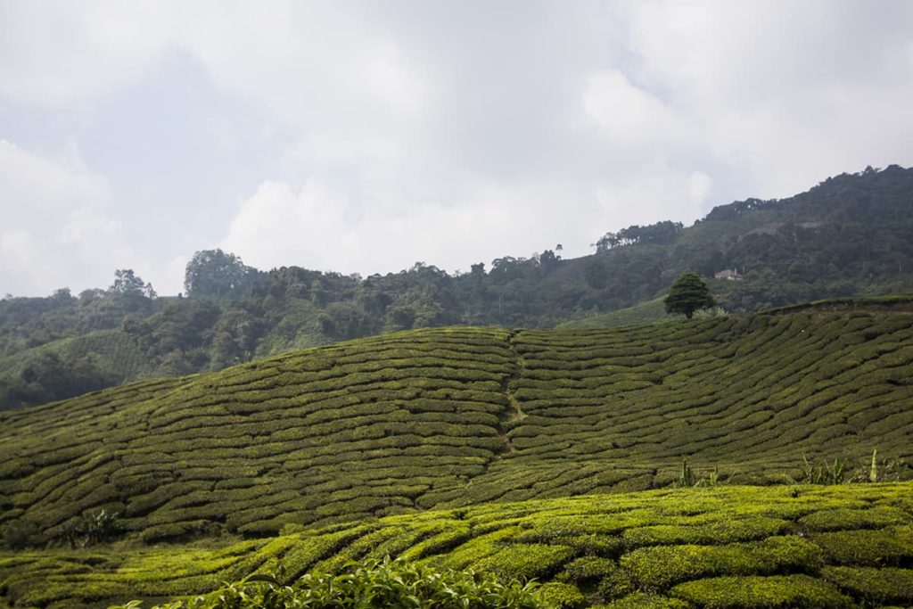 Cameron Highlands Malaysia Teefelder mit Baum