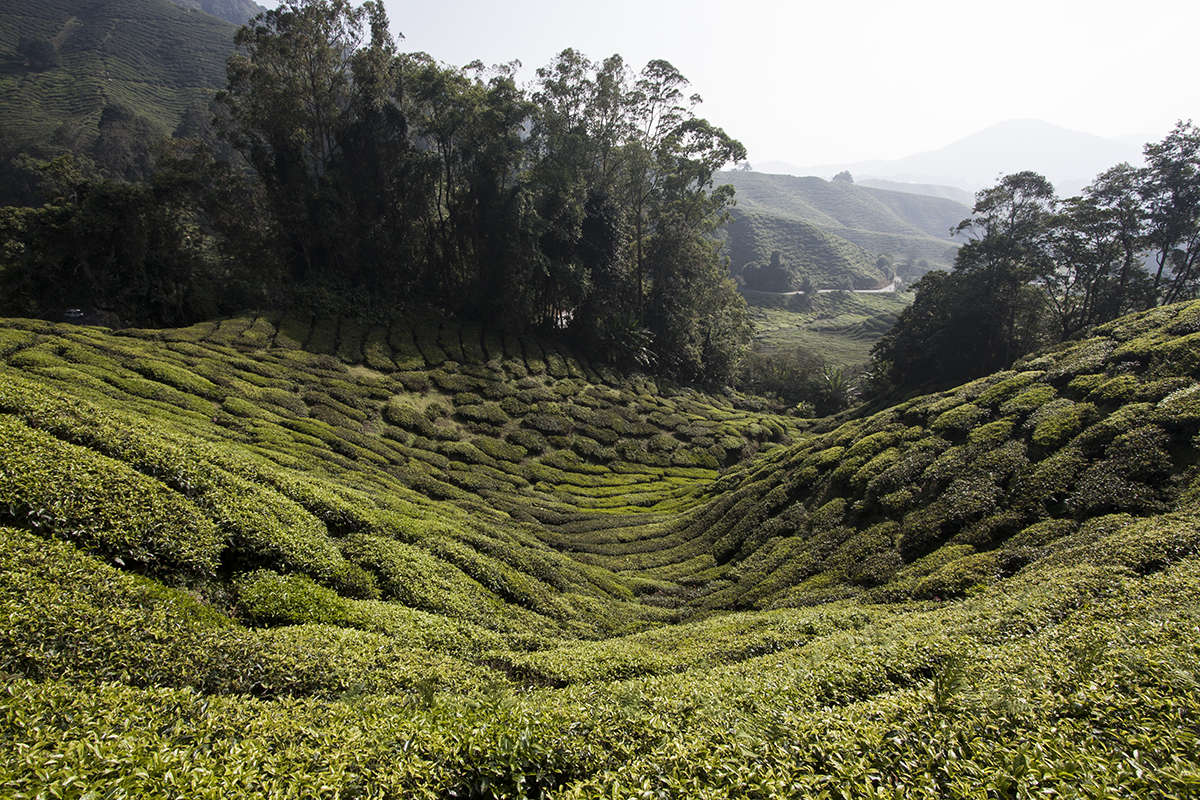 Tee Landschaft in Malaysia