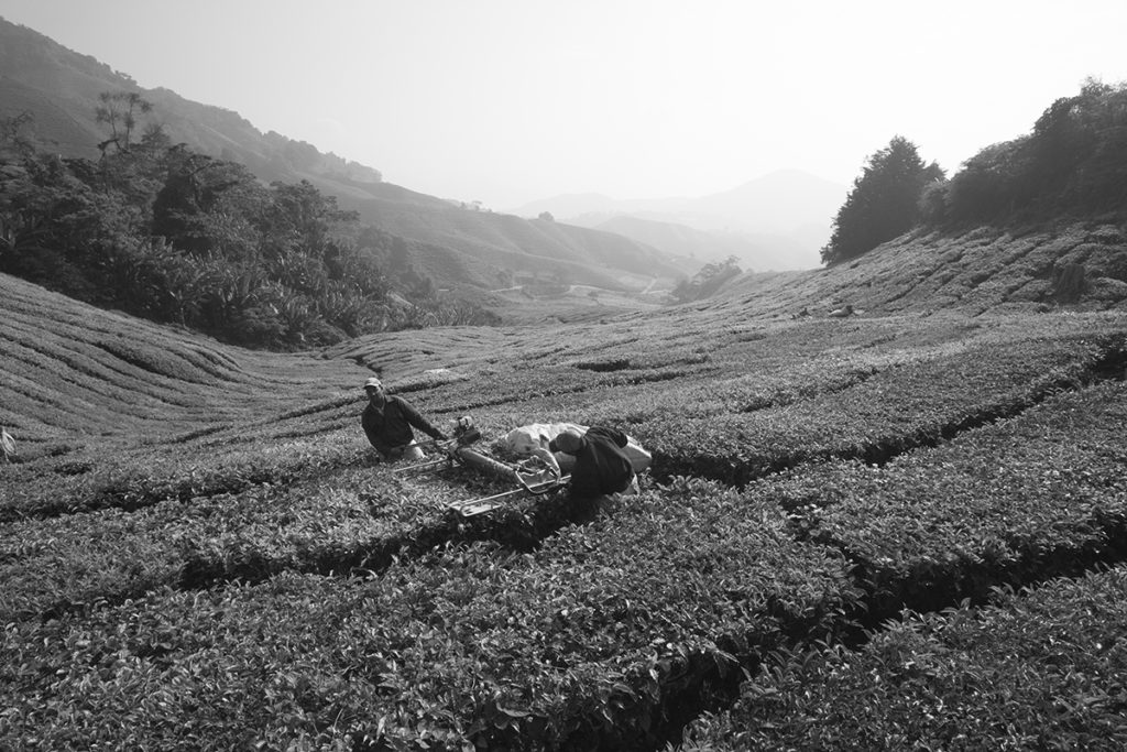 Teefelder in Cameron Highlands Malaysia