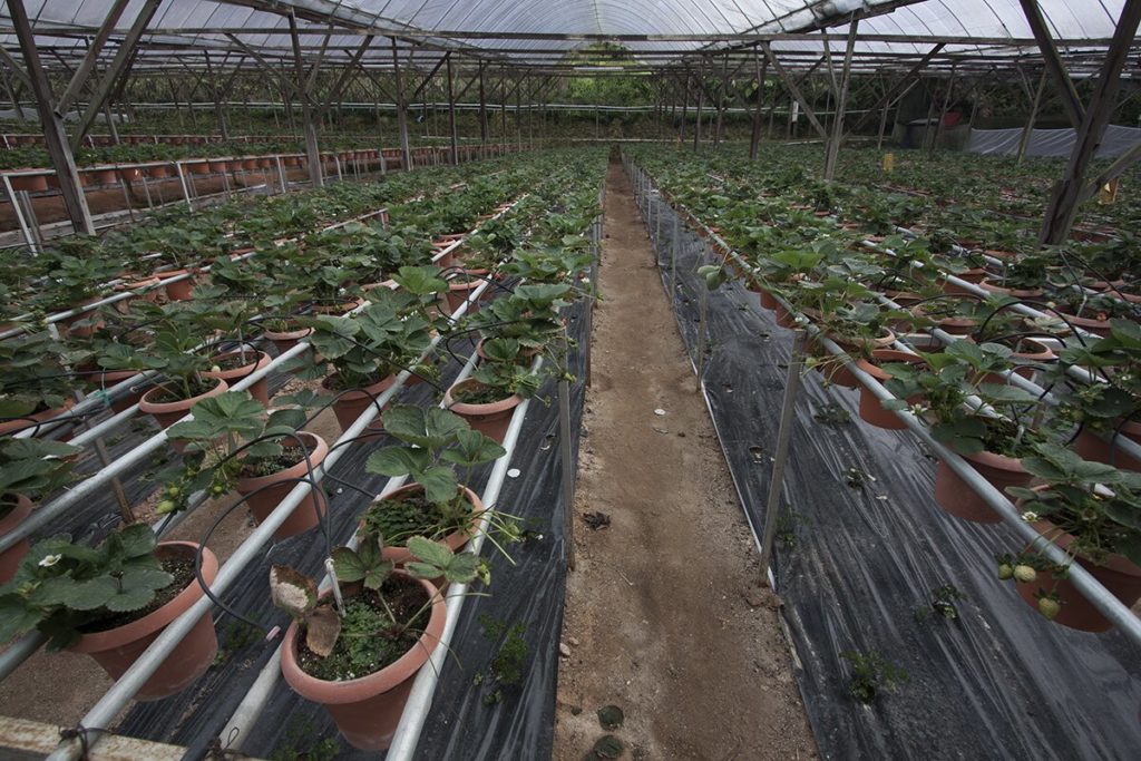 Erdbeerplantage in Cameron Highlands