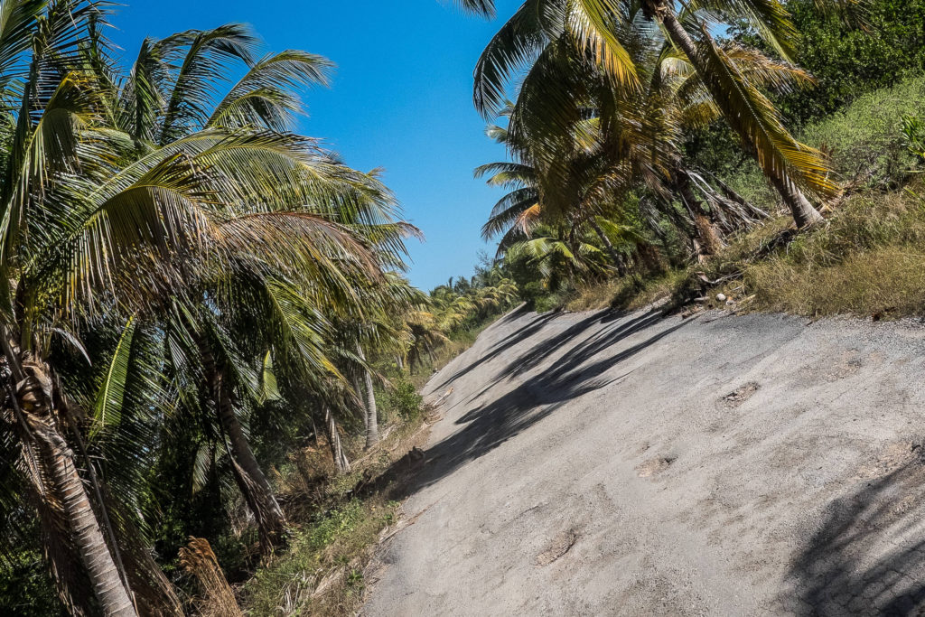 Cayo Jutias Palmen