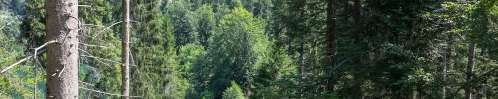 Spaziergang im Flimserwald