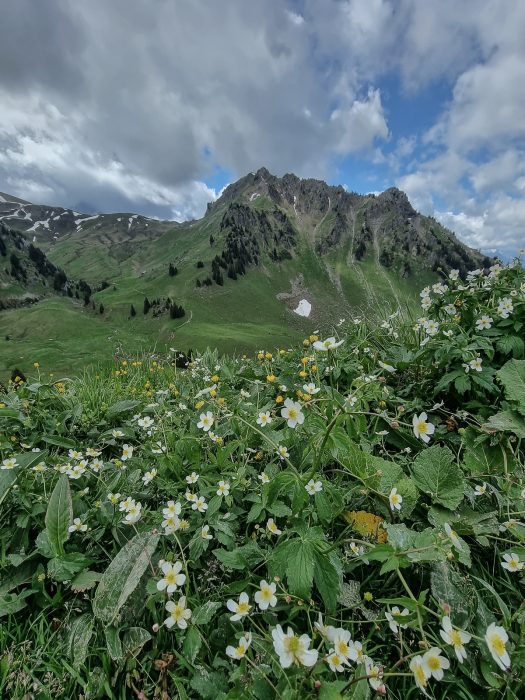 Frühling im Diemtigtal