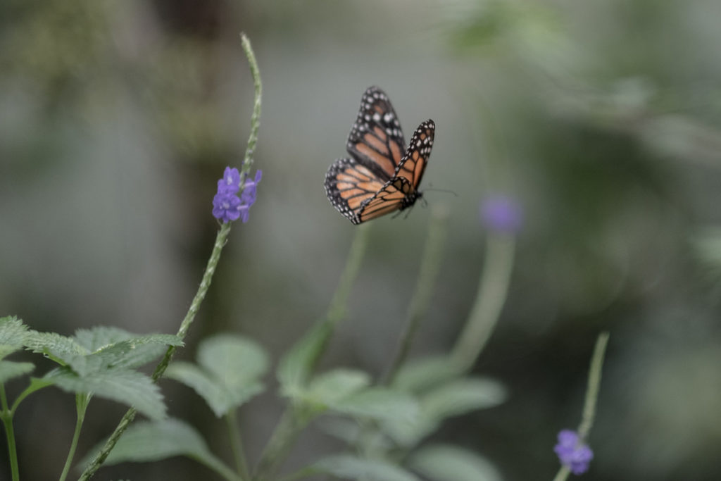 fliegender schmetterling