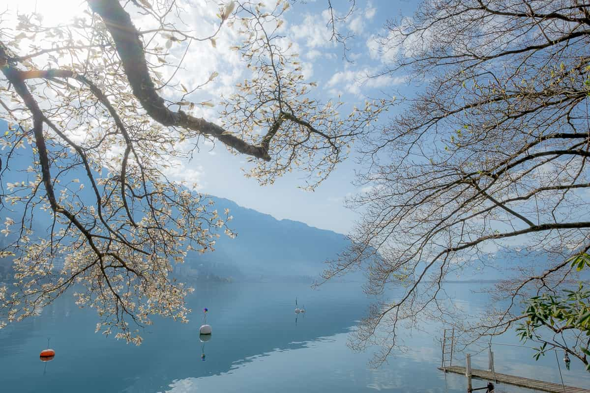 Frühling am Lac de Leman