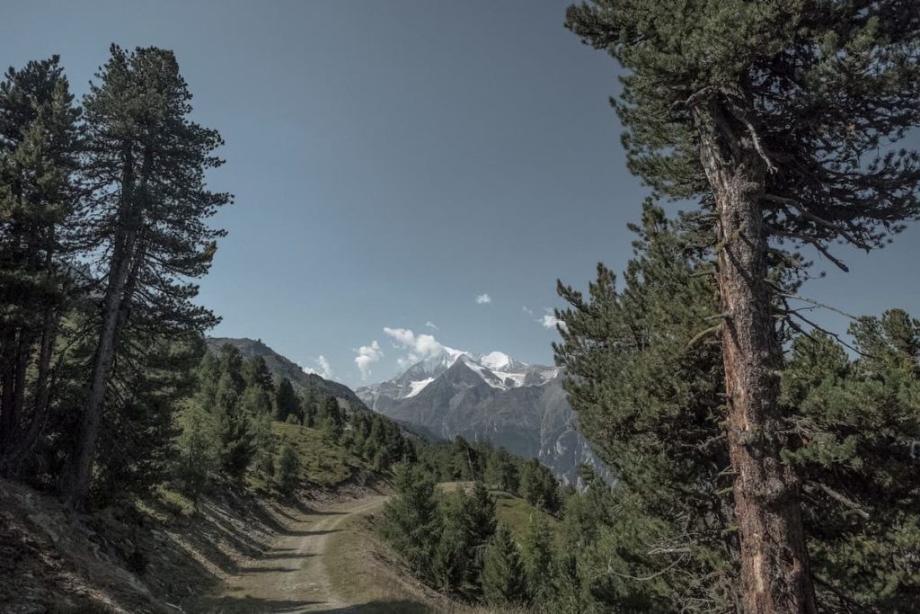 Sommerliche Skipiste Grächen