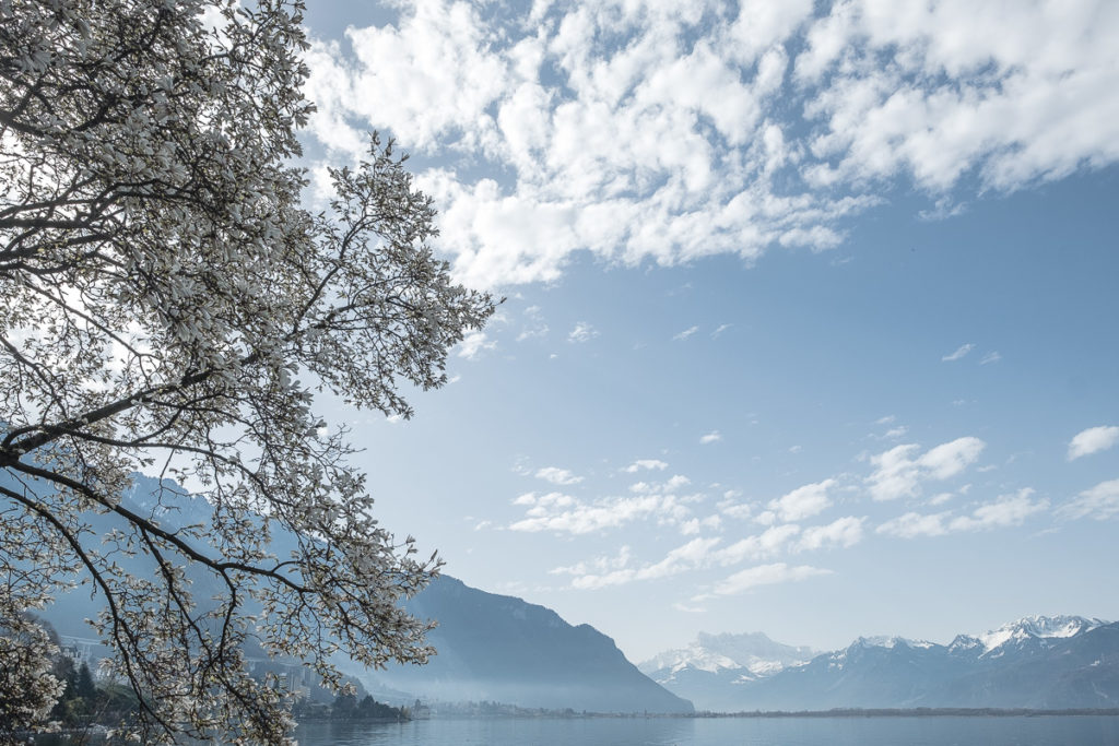 Genfersee Frühling 