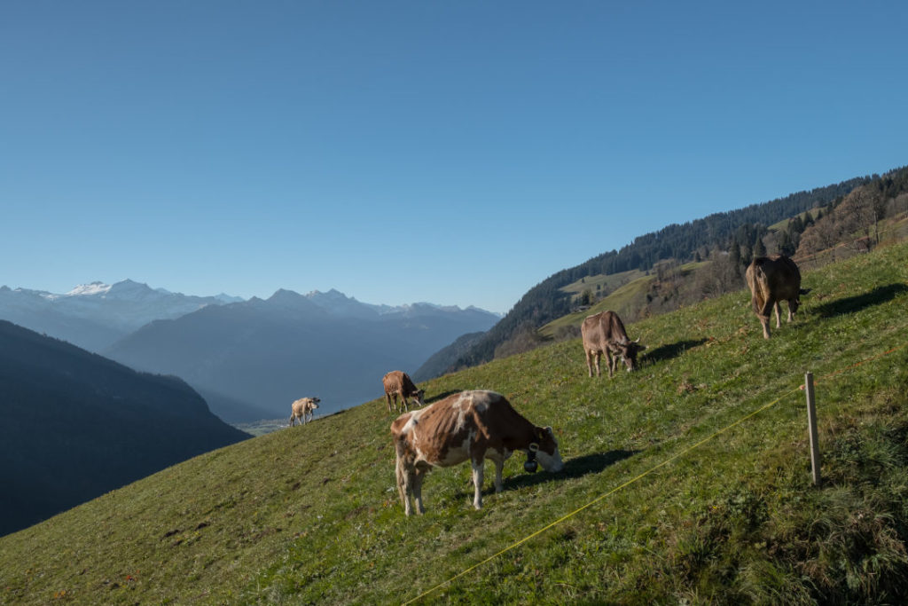 Kühe im Berner Oberland