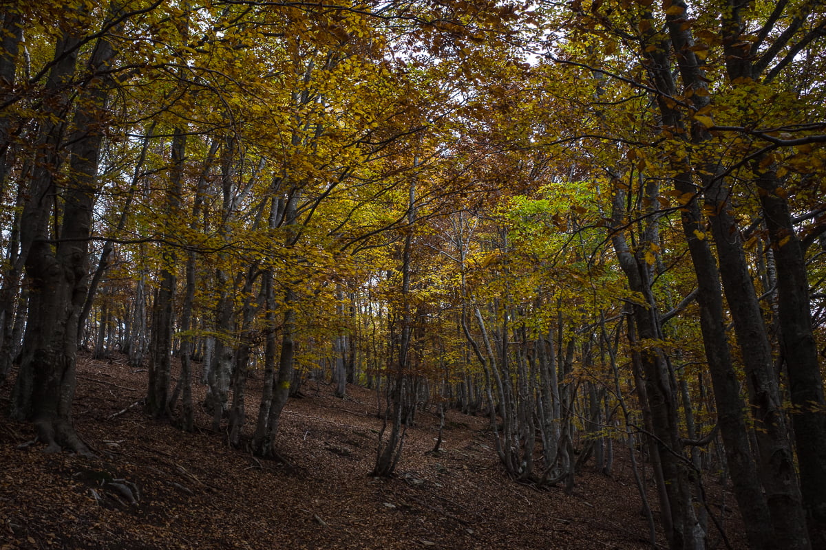 Herbstwald auf dem Weg zum Monte Aula
