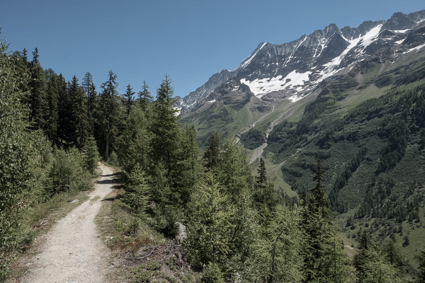 Lerchenwald im Lötschental