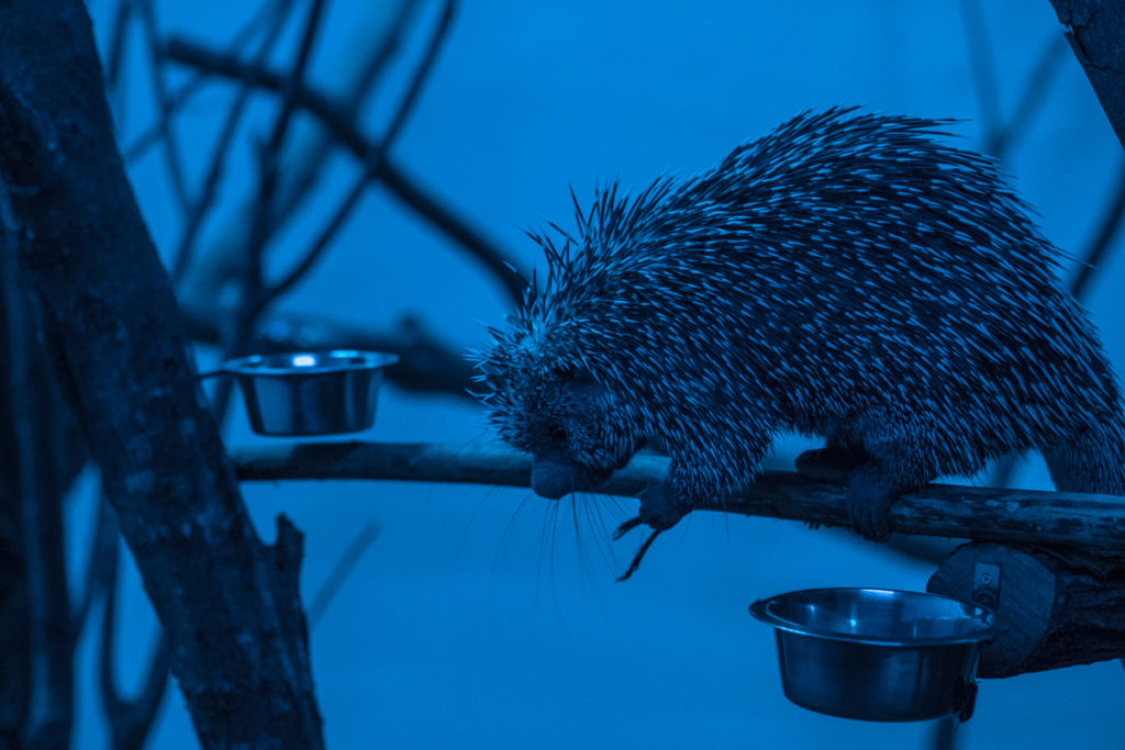 nocturama papiliorama nachttiere