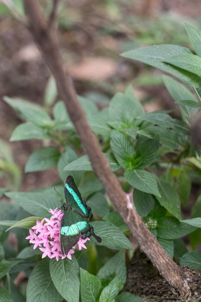 papiliorama schmetterling