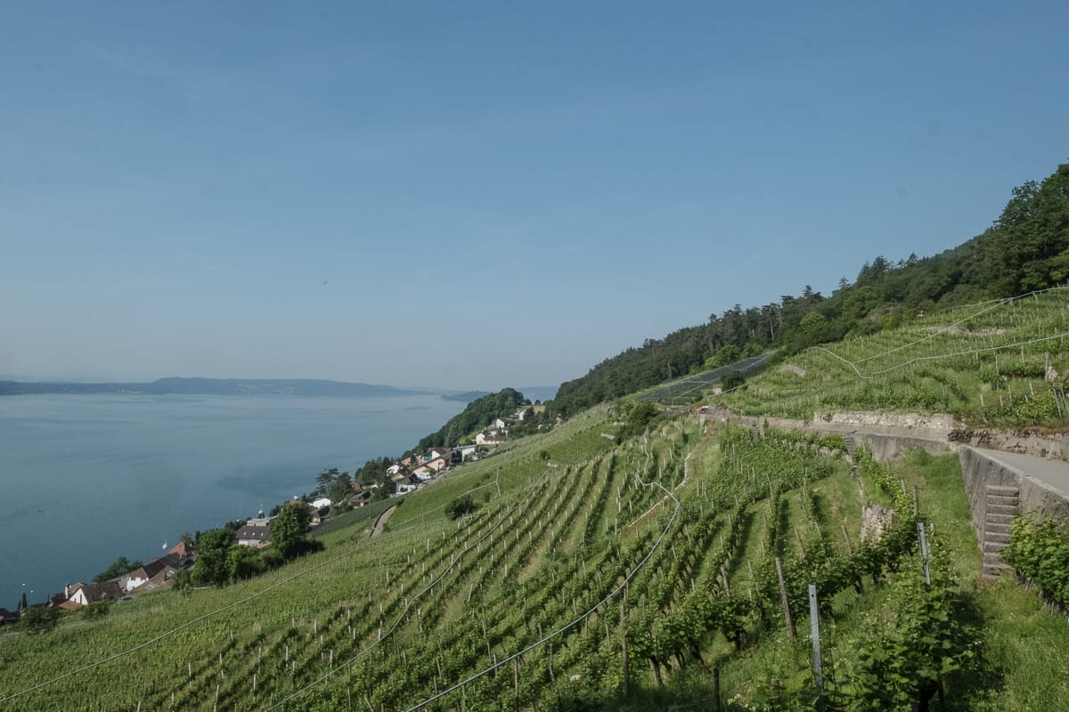 Rebberge im Berner Seeland