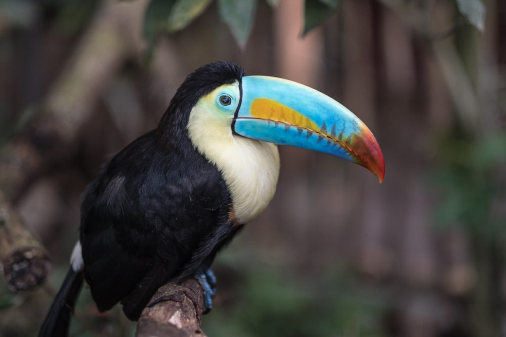 regenbogen tukan