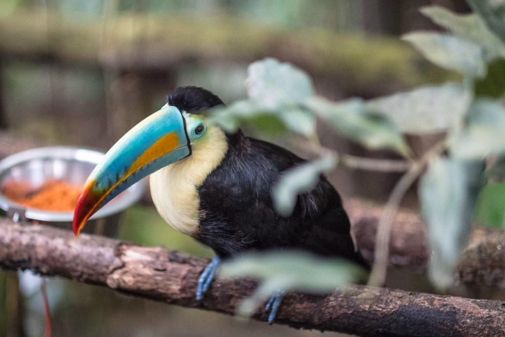 regenbogentukan papiliorama kerzers