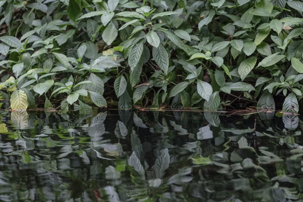 regenwald im jungle trek