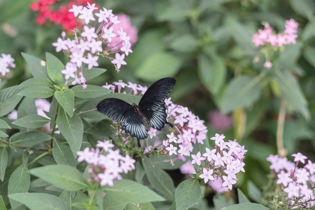 schmetterling dschungel