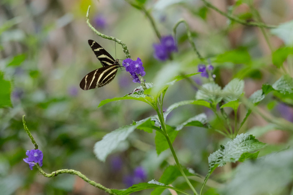 schmetterling papiliorama