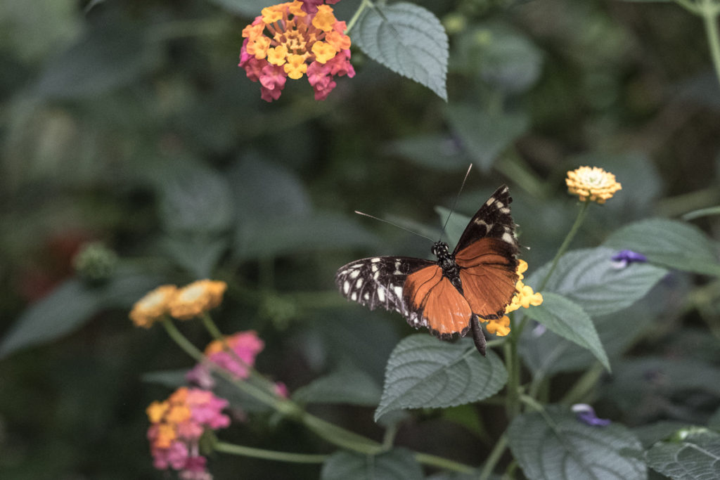 schmetterlinge dschungel