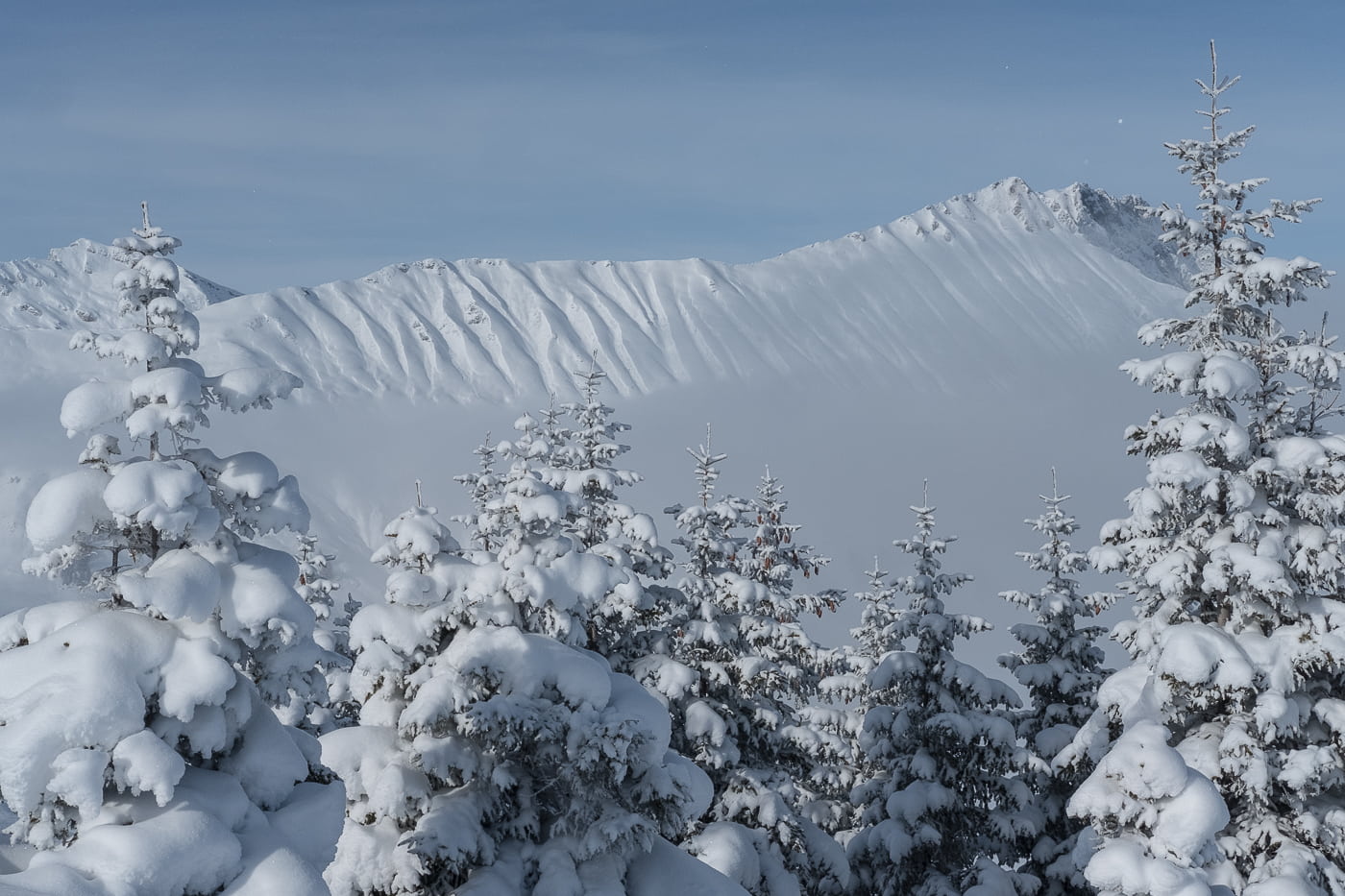 Schnee auf den Tannen