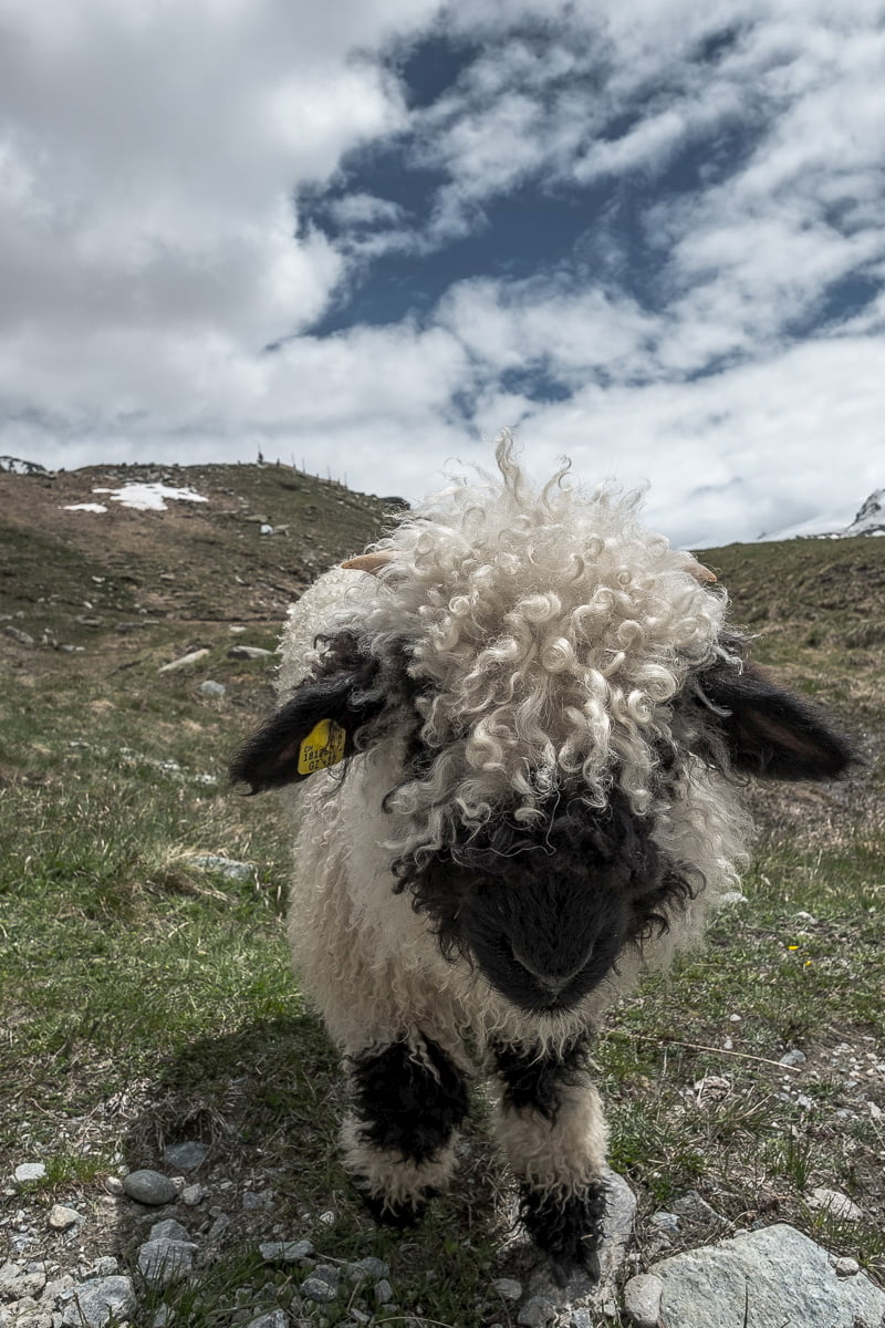 schwarznasenschaf-zermatt-wallis