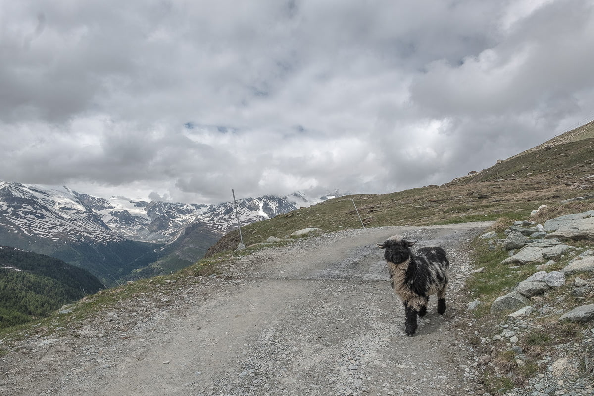 schwarznaseschaaf-wanderung-zermatt