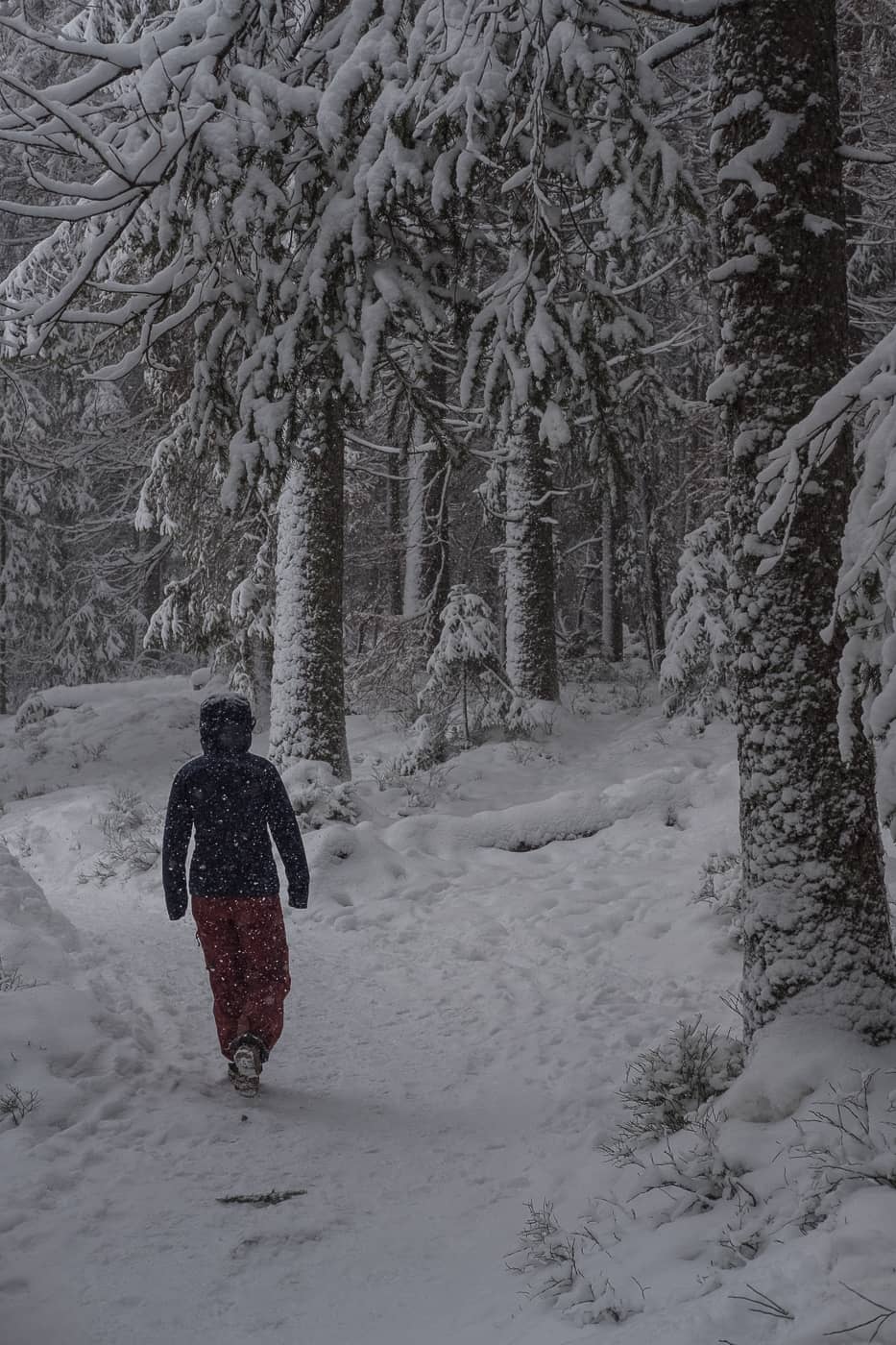 Spaziergang durch den Schnee Wald
