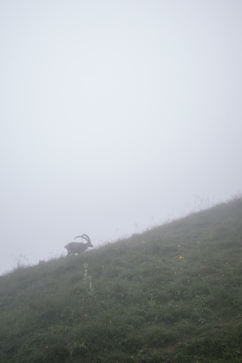 Steinbock im Nebel