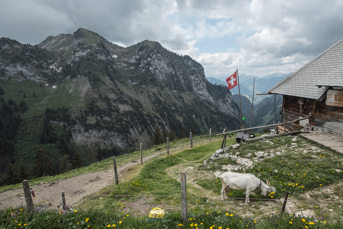 stierhuette mit ziegen