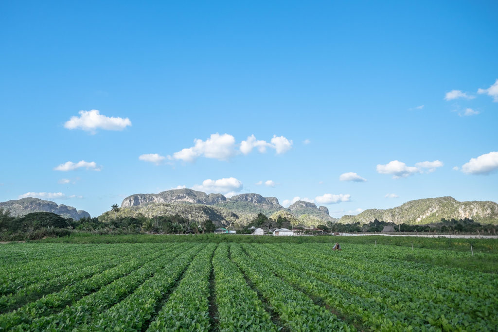 Vinales Tabak