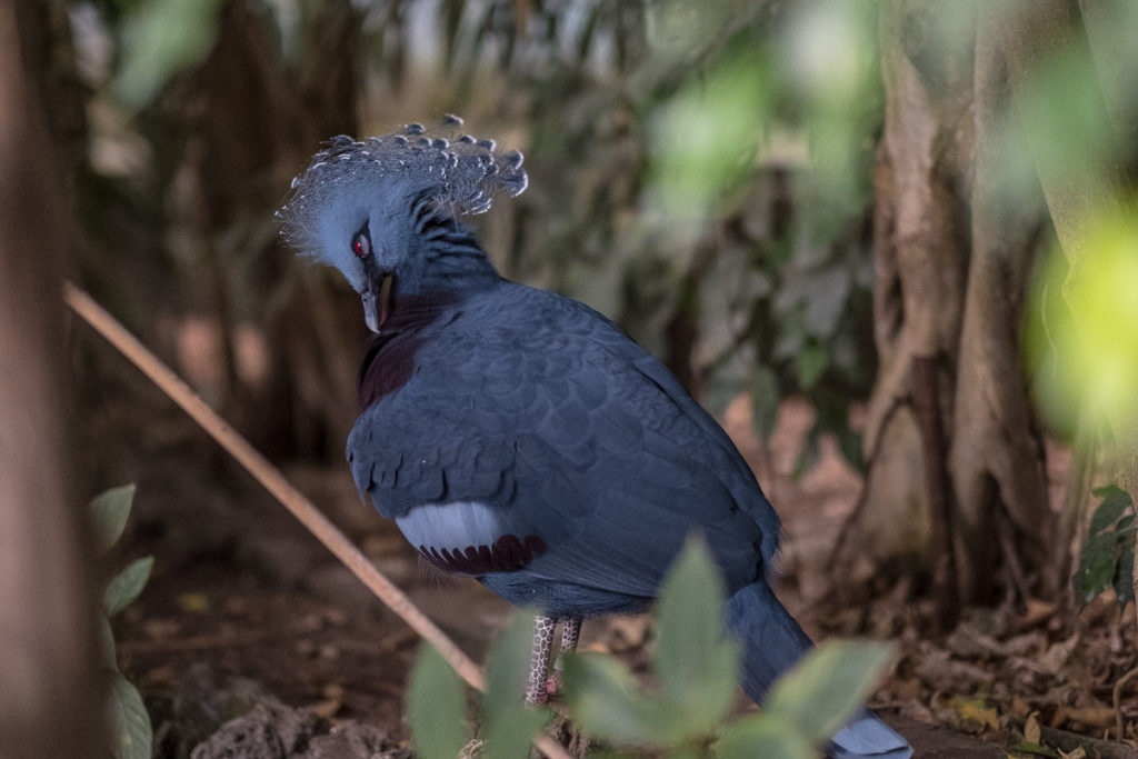 vogel papiliorama