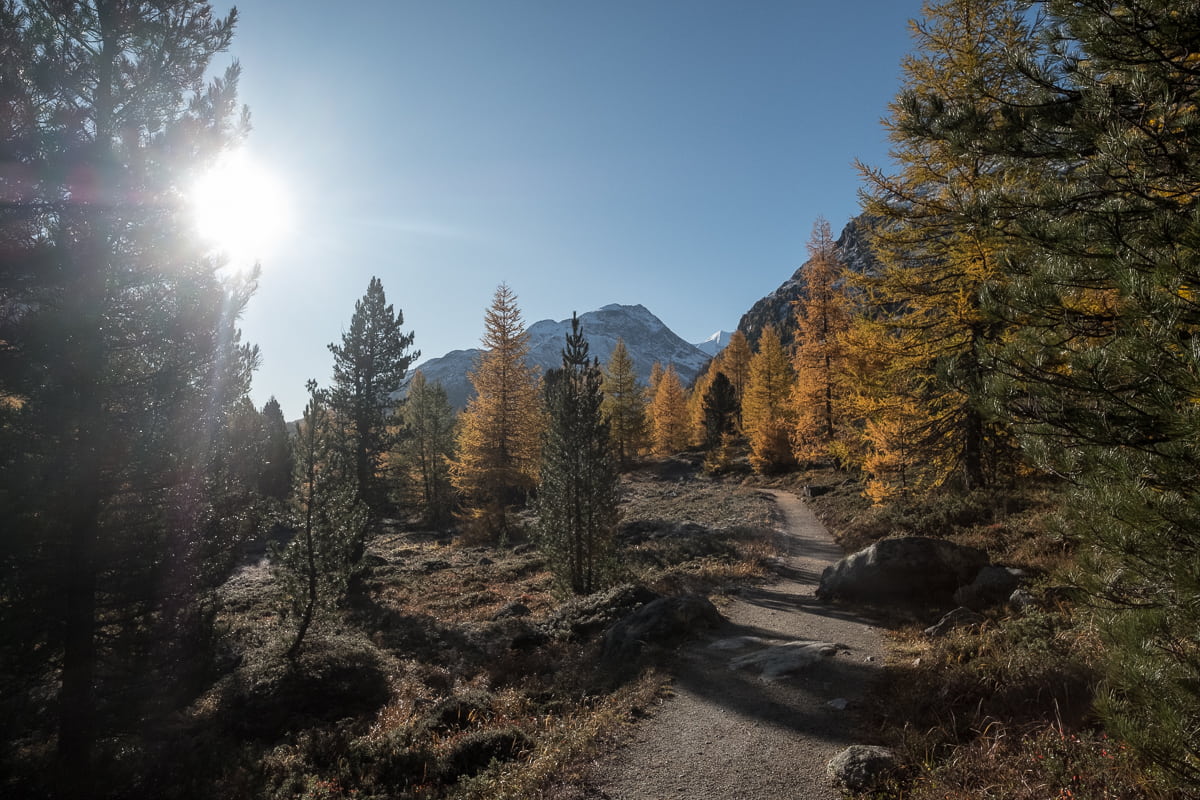 wald in herbstfarben