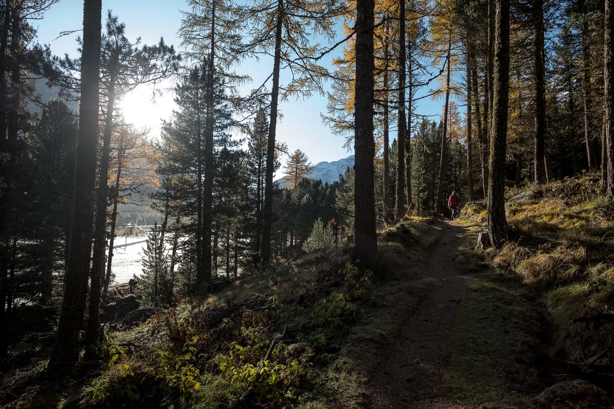 Waldweg Pontresina morteratsch