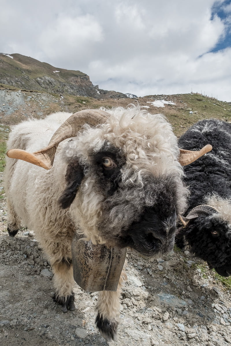 walliser-schwarznasenschaf-zermatt