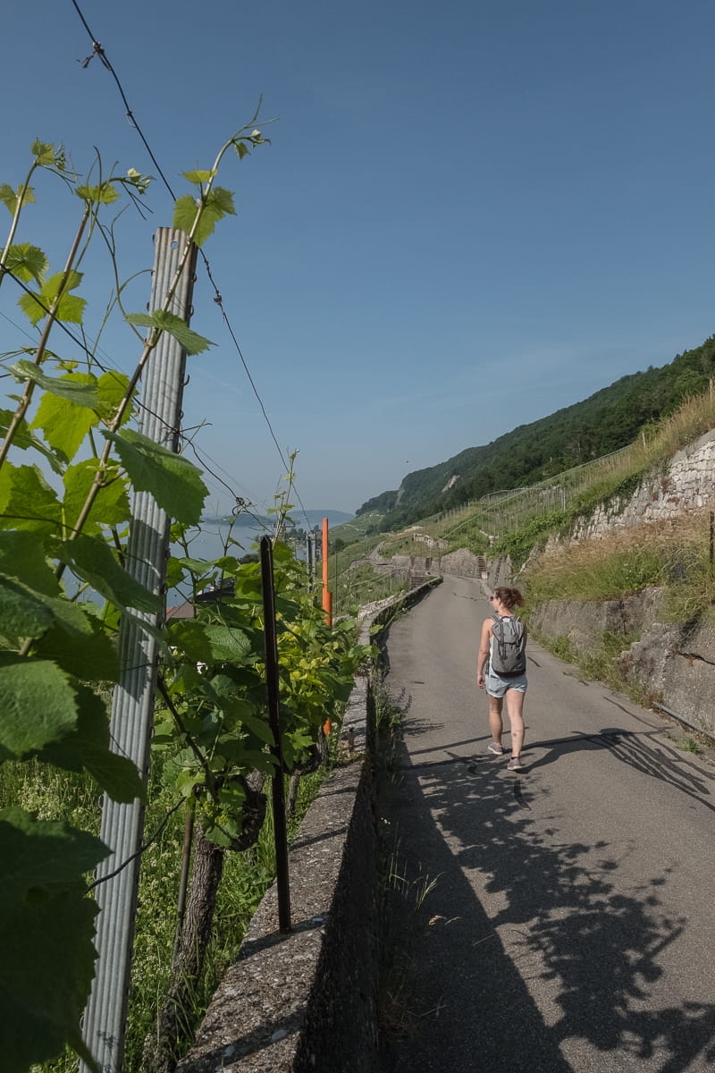 Wanderung auf dem Rebenweg am Bielersee