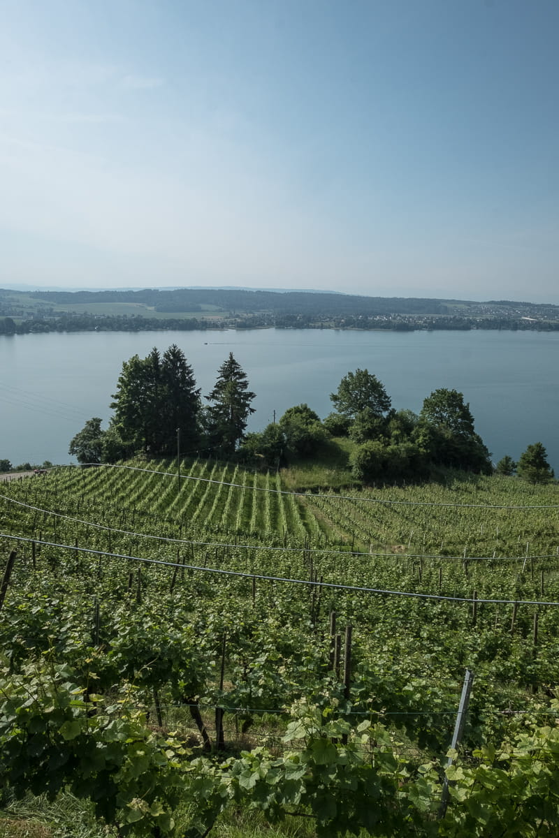 Weinreben im Berner Seeland