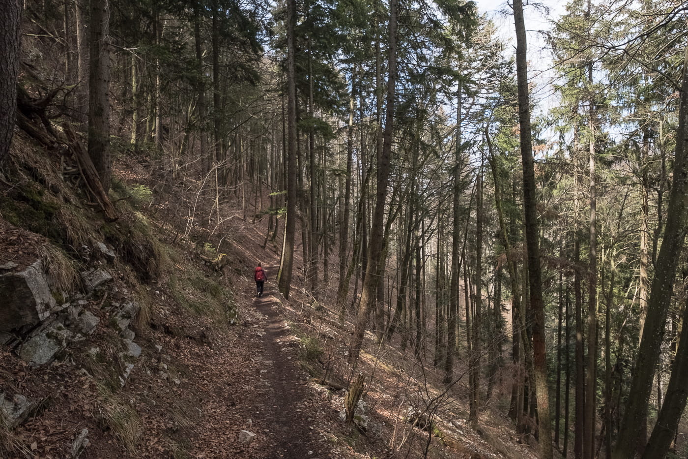 Wuesthöchi Wanderung durch Wald