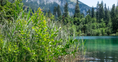 Im sommerlichen Flimserwald: Caumasee & Crestasee Im sommerlichen Flimserwald: Caumasee & Crestasee