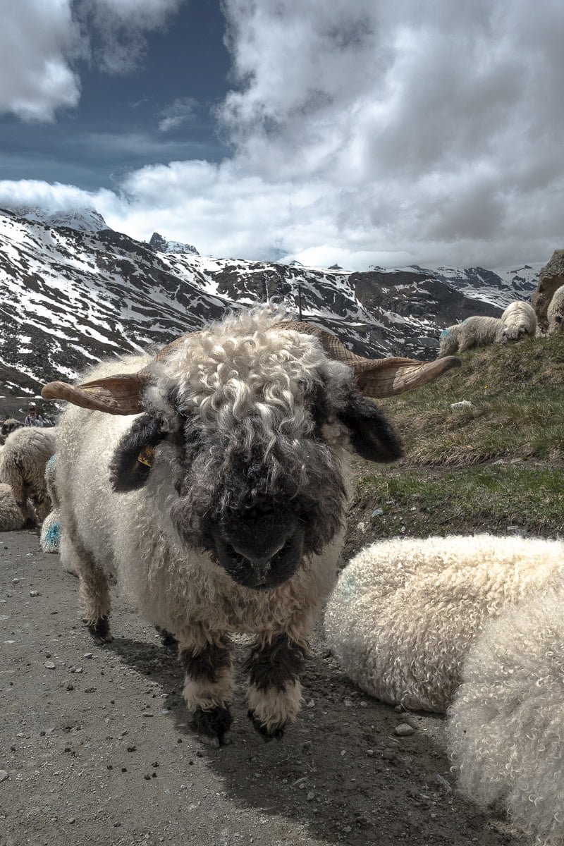 zermatt-schaafe